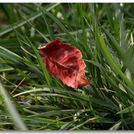 风景摄影--秋叶（组图）