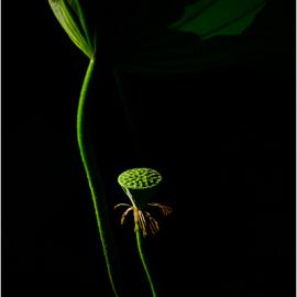 摄影：《荷与荷的对话》