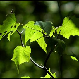 观音山里的精灵们