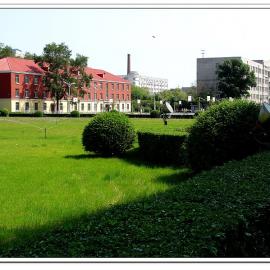 功夫茶作品《校园》