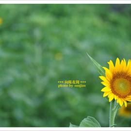 生态摄影 ---向阳花开