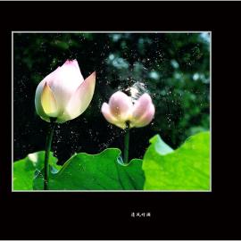 多重曝光技法 拍荷花