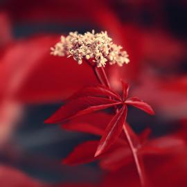 Sortvind 摄影作品欣赏