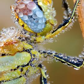 精彩微距摄影作品欣赏