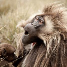 《国家地理》2009国际摄影大赛作品欣赏