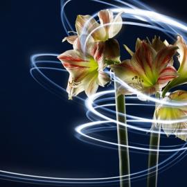 satoshikobayshi商业摄影