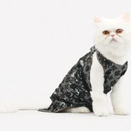 2011猫咪的时装大片