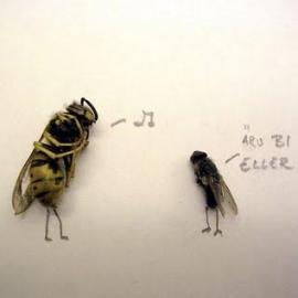 好有意思的苍蝇影集