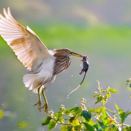 自然法则 弱肉强食