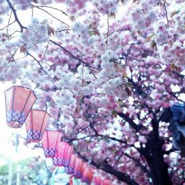 日本寺庙门口的樱花