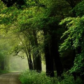 Nelleke Pieters 林间小路