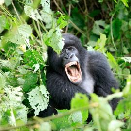 27张美丽的自然动物世界