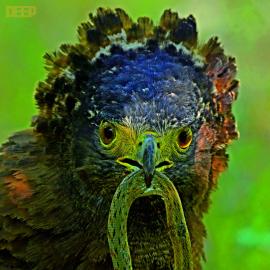 蛇雕英雄传：带毒猛禽大战毒蛇