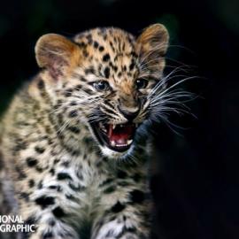 自然界六种最孤独动物：远东豹仅剩30头