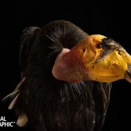 探访美国蒙特利页岩区：加州神鹫不足400只