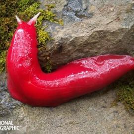 自然界6种粉色动物