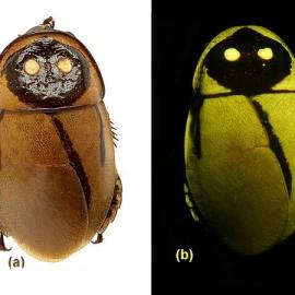 十大新物种：奇特蟑螂夜间发光