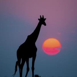 25张最美野性图片