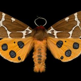 渥太华精美飞蛾