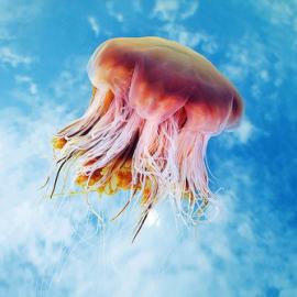 奇特的水母