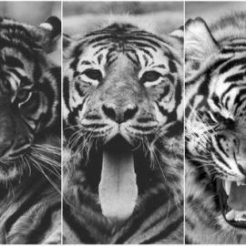 老虎的迷人魅力