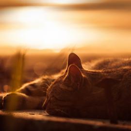 每日图赏&mdash;&mdash;猫