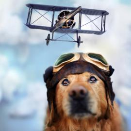 Q劲十足 幸福的狗狗写真摄影