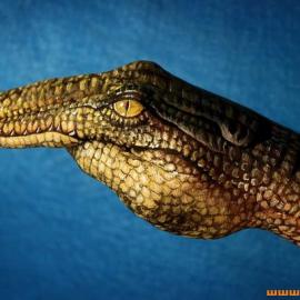 Guido Daniele的动物手画