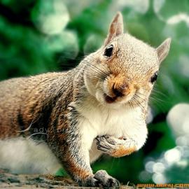 28张可爱的野生动物照片