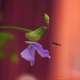 33张来自Joakim Kraemer的微距摄影欣赏