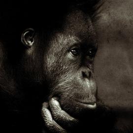 72张令人难以置信的动物照片