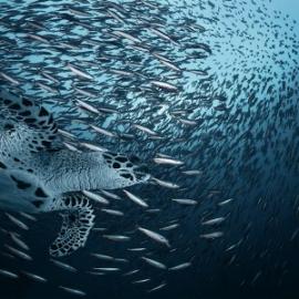 25张令人叹为观止的水下摄影作品