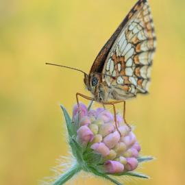 30张迷人的昆虫微距摄影