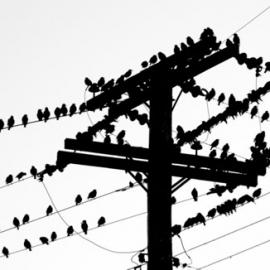 20个航空公司的创意LOGO