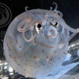 鱿鱼还是卡通小猪？