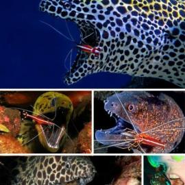 海洋七大共生奇观