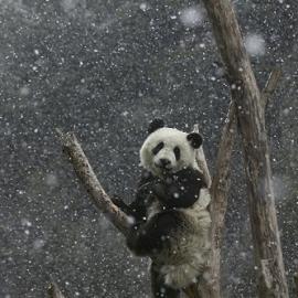 可爱的濒危动物