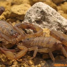 三种噬食配偶的动物