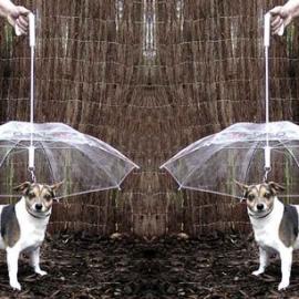 给狗狗专用的雨伞
