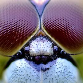 创意的艺术照片集合#1