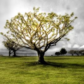 15张关于“树”的HDR摄影照片