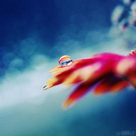 25张美丽的水滴微距摄影