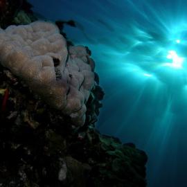 65个绝对惊人的水下摄影照片