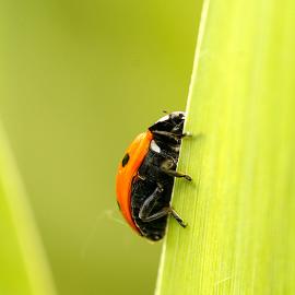 20张瓢虫的微距摄影照片