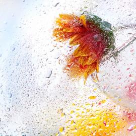 33张惊人的微距摄影照片