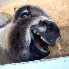 40张可爱的动物微笑摄影照片