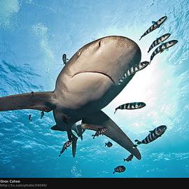 38张迷人的水下动物摄影照片