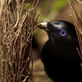 26张2010年7月NGC最佳动物摄影照片