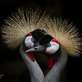 40张让你陶醉的动物摄影照片