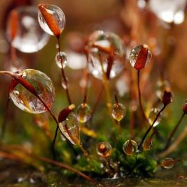 46张美丽的露珠微距摄影照片